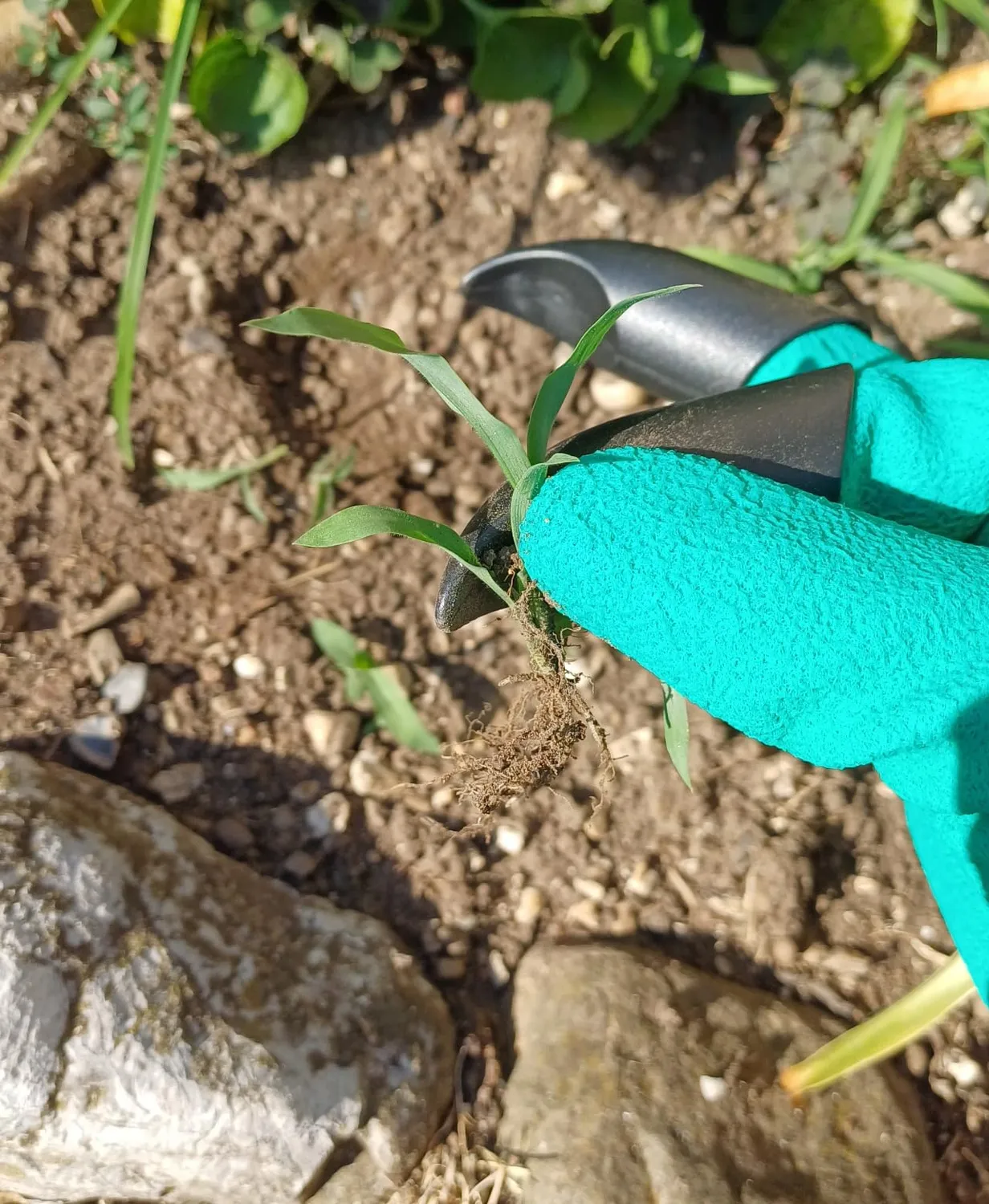 EUROMARKETING Garden Gloves Guanti Giardinaggio con Artigli