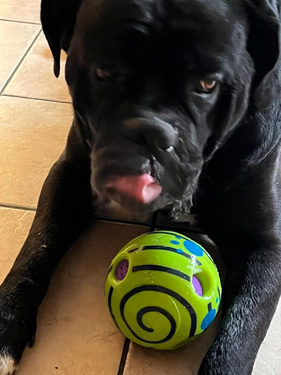 Euromarketing Doggies Ball palla per cani sonora interattiva