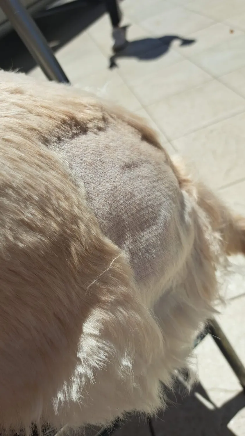 Kaefuys Tosatrice cani pelo lungo 7000 RPM silenziosa