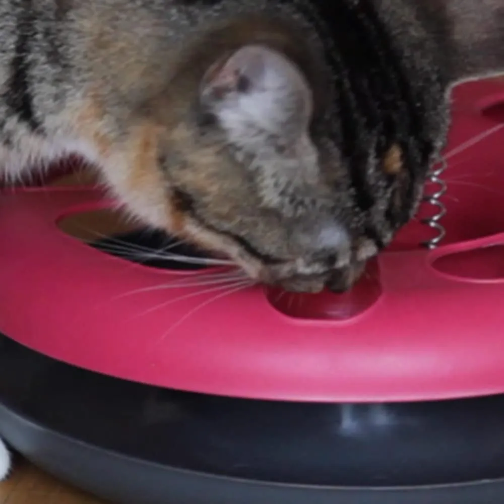 Euromarketing Crazy Cat Donut gioco per gatti 3 in 1