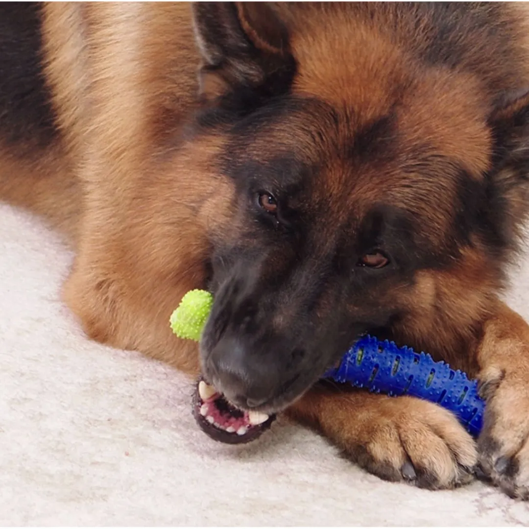 ADAMANTA Dental chew toy for dogs spazzolino dentale per cani