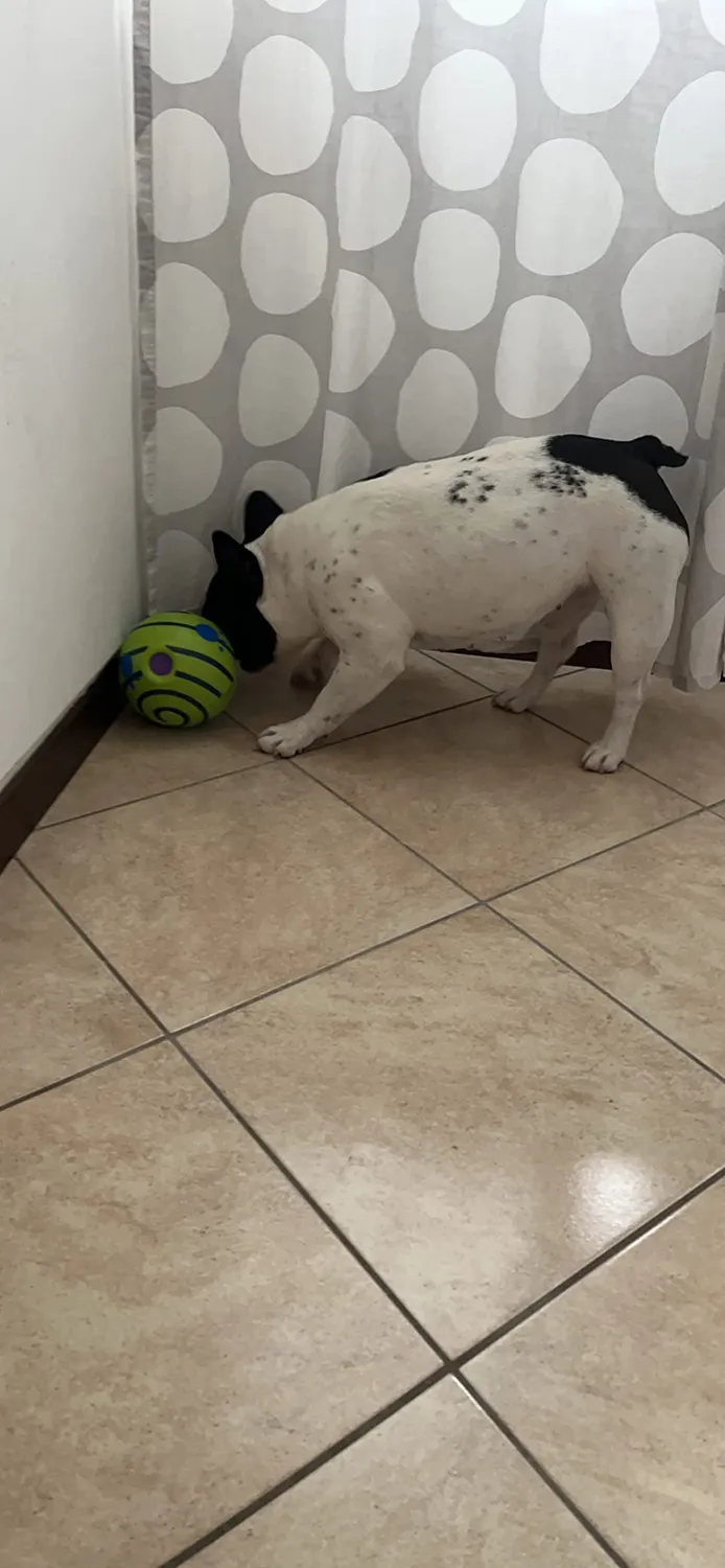 Euromarketing Doggies Ball palla per cani sonora interattiva