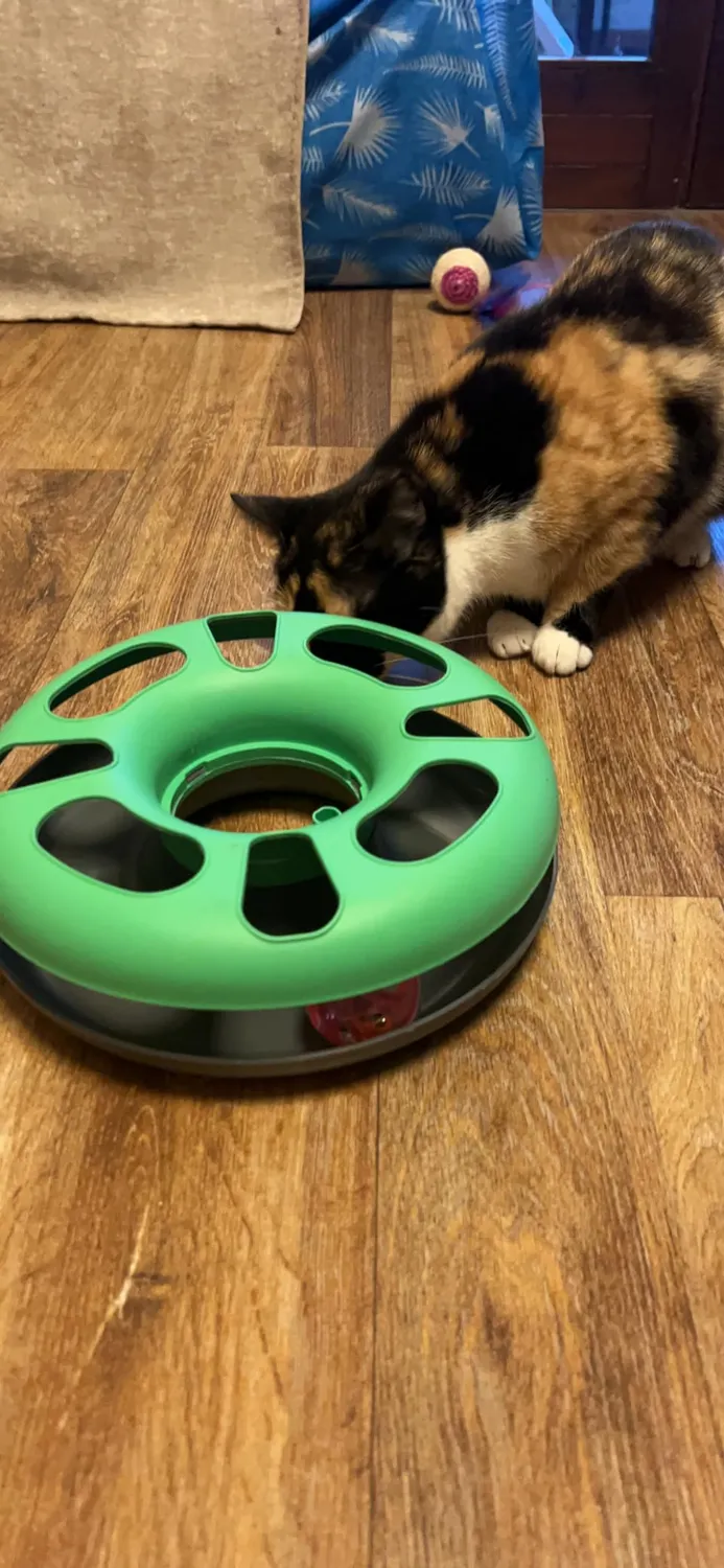 Euromarketing Crazy Cat Donut gioco per gatti 3 in 1