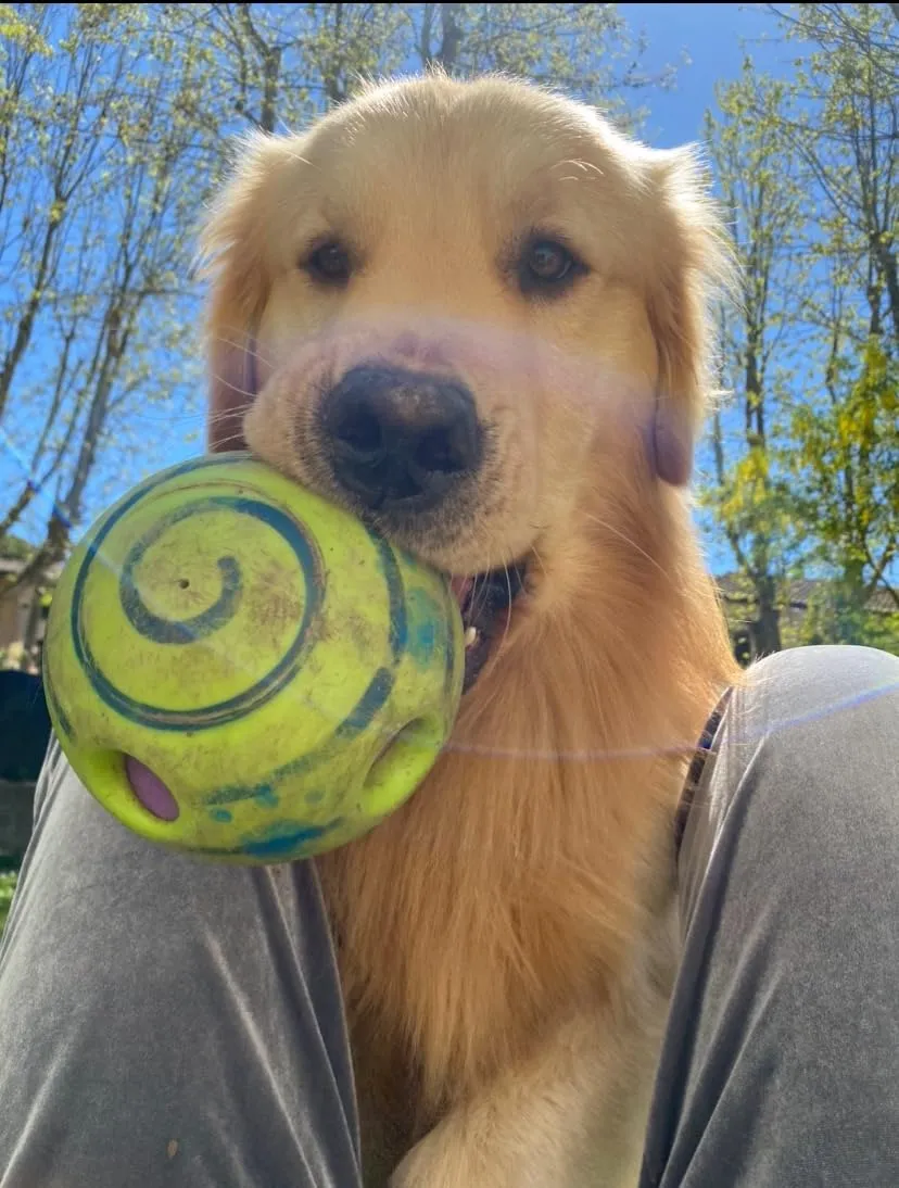Euromarketing Doggies Ball palla per cani sonora interattiva