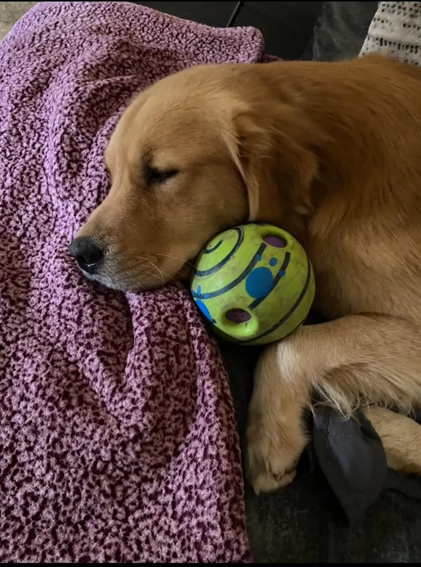 Euromarketing Doggies Ball palla per cani sonora interattiva