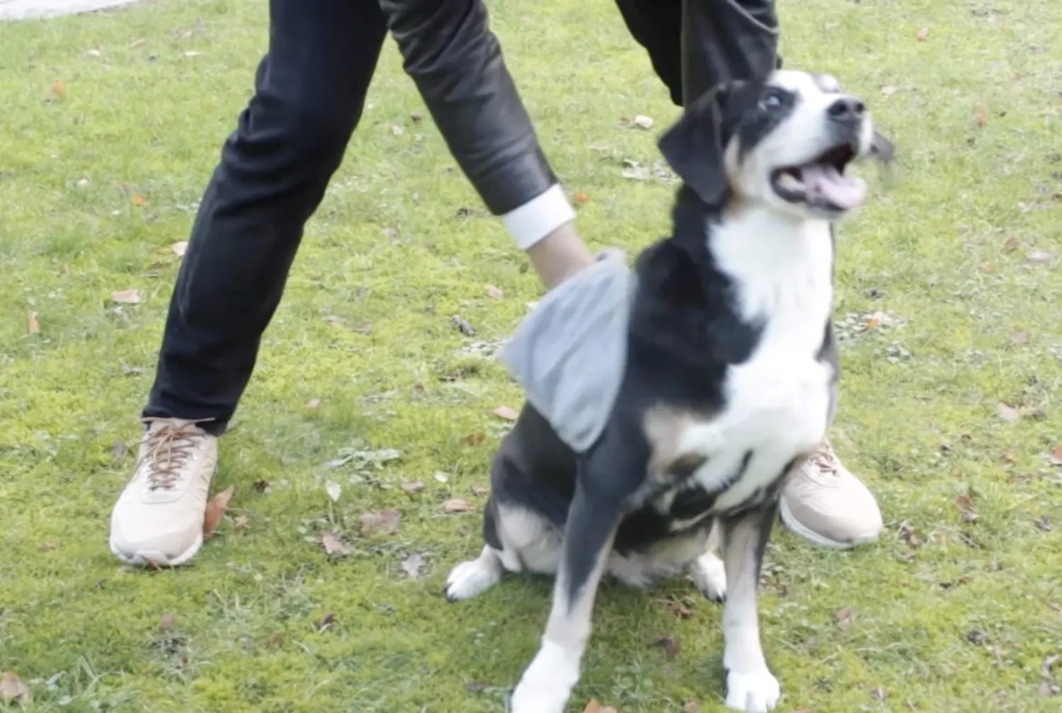 Euromarketing Pet Towel panno microfibra cani e gatti