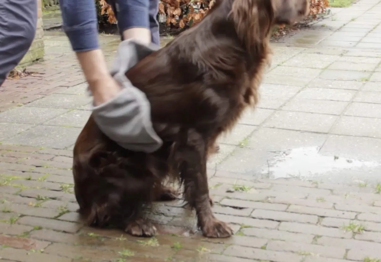 Euromarketing Pet Towel panno microfibra cani e gatti