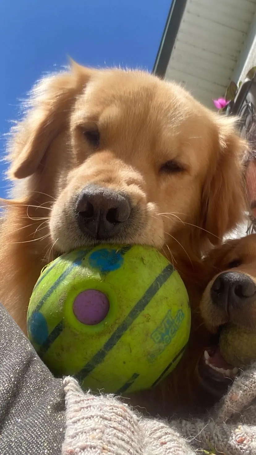 Euromarketing Doggies Ball palla per cani sonora interattiva