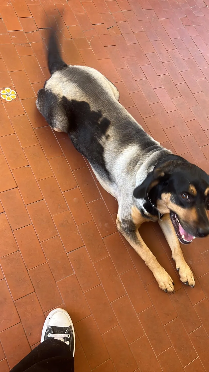 Kaefuys Tosatrice cani pelo lungo 7000 RPM silenziosa